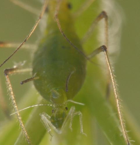 Macrosiphum gei